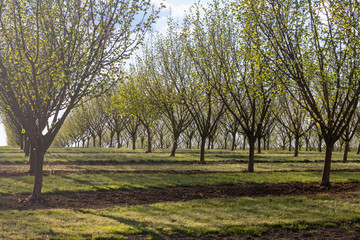 Hazelnut orchard in spring. Salem, Oregon, USA