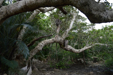 The trees in the tropics at which a spirit lodges spread.