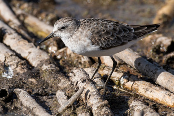 Bécasseau minute,.Calidris minuta, Little Stint