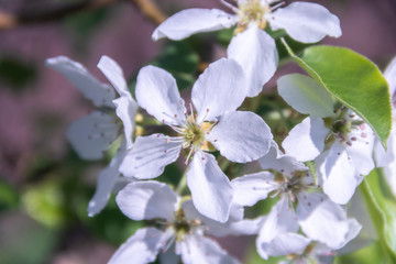 Obraz na płótnie Canvas Blooming Apple tree close-up. Spring, sun, freshness