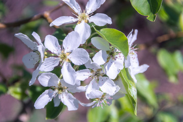 White Apple flowers close-up. Spring, sun, freshness