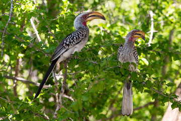 Calao leucomèle, Tockus leucomelas, Southern Yellow billed Hornbill