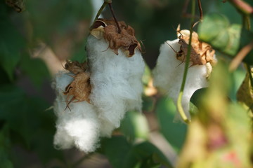 natural cotton tree