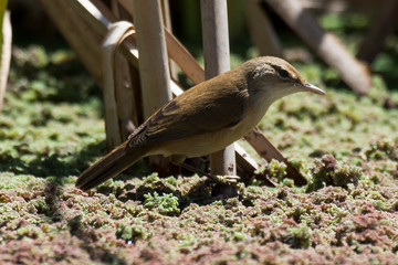 Rousserolle effarvatte,.Acrocephalus scirpaceus, Eurasian Reed Warbler