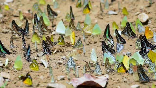   Group of butterflies puddling on the ground and flying in nature, Butterflies swarm eats minerals in Ban Krang Camp, Kaeng Krachan National Park at Phetchaburi,Thailand