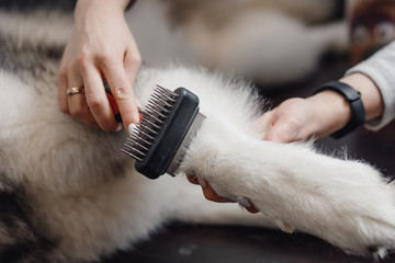 White dog paw with long claws combed at special brush