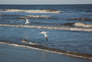 Seagulls on the beach with sand and near surf