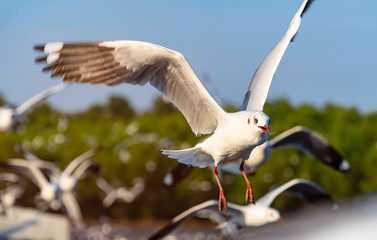 Several seagulls spread wings to fly beautifully along the coast. During the evening.