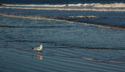 Seagulls on the beach with sand and near surf
