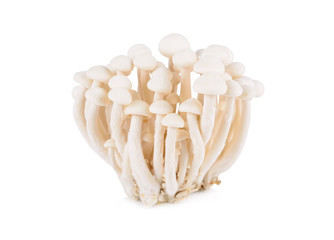 Bunashimeji mushroom, White beech mushrooms on white background