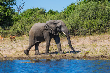  Watering elephant