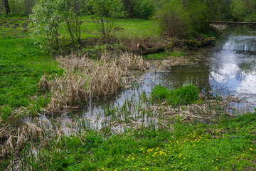 Old riverbed with water overgrown with reeds.