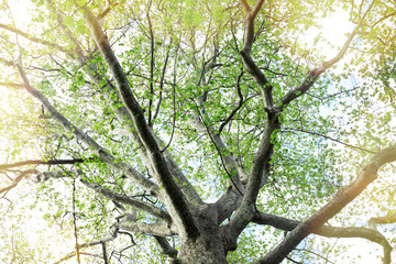 Spring tree leaves with sunlight at park.