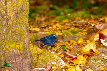 White-browed Shortwing ,White browed Shortwing,inthanon Chiangmai Thailand,Northen 's bird,black bird,blue bird.blue bird have a white eye.and a brown in a female bird.