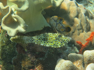 Arrecife de coral