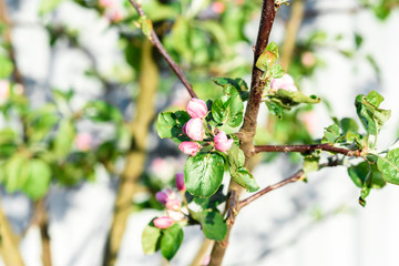 Blossoming apple branch in spring.