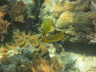 Corales en Bunaken