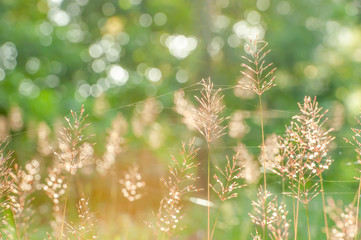 Sunrise shines on wild grass flowers and spider web.