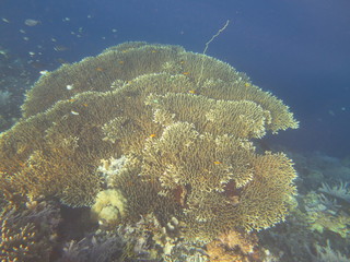 Corales en Bunaken