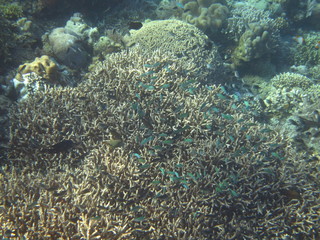Fototapeta na wymiar Corales en Bunaken