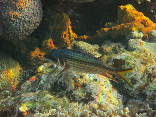 Naklejka premium Corales en Bunaken