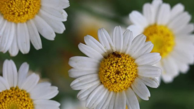 urginea maritima flover