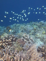Naklejka na ściany i meble Corales en Bunaken