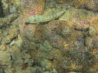 Corales en Bunaken