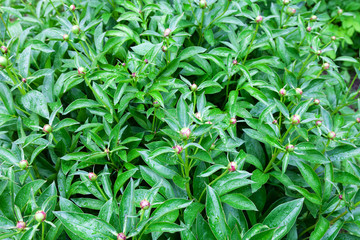 View of the leaves and buds of peony green