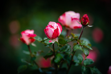 Obraz premium Rose