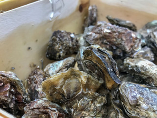 Oysters in the shells on the counter of the supermarket close-up. Gnarled oyster shells.