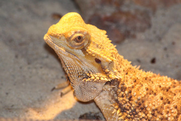 Bartagame – ein Schuppenkriechtier aus der Familie der Agamen - beheimatet in Australien