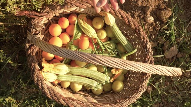 Tasty, ripe apricots, peas and zucchine vegetables put in a basket by farmer outdoor in garden.