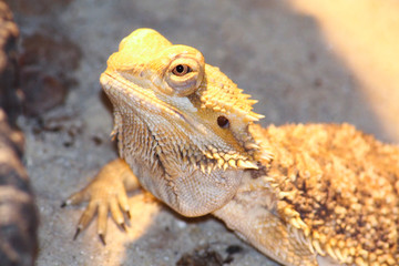 Bartagame – ein Schuppenkriechtier aus der Familie der Agamen - beheimatet in Australien