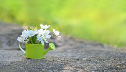 Sunny spring landscape with white blossoms in small watering can on nature blurred background. Cherry blossom outdoors on sunny day, delicate spring flowers. copy space © Ju_see