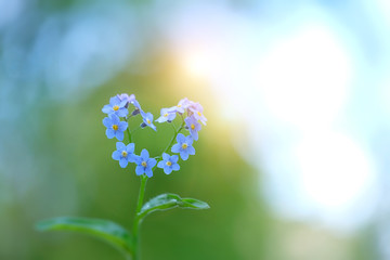 delightful bright scene with flowers forget-me in form of heart. Spring forget-me-not forming blue heart on green nature background. Romantic flower concept, love symbol. copy space