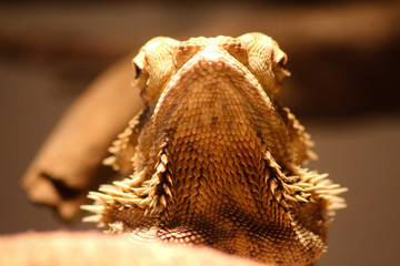 Bartagame – ein Schuppenkriechtier aus der Familie der Agamen - beheimatet in Australien