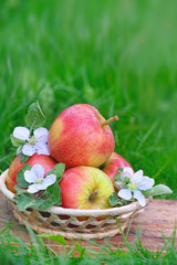 Ripe red apples and flower Apple on natural green grass background. Green Apples with Leaf and Flowers on garden. Harvest time, farm fresh product. copy space