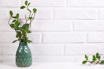 Branch of eucalyptus in green vase near by white brick wall.