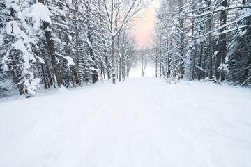 Winter forest with Beech trees and Pinophyta covered with white snow. Winter landscape. Winter scene in mountains, Monte Cimone, northern Apennines, Italy