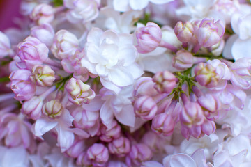 white pink fluffy lilac. Flowering tree in the garden against the blue sky. Nice card.