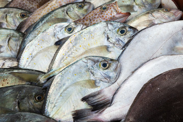Fresh fish laying on a counter