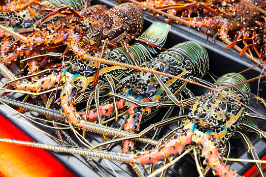 Catch of tropical rock lobsters