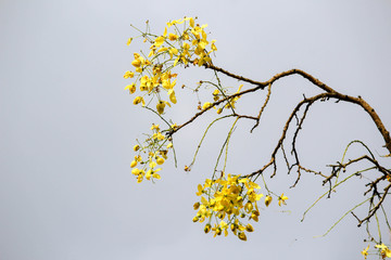 Yellow Cassia Branch