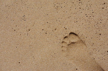Footprints walking on the sand at the beach