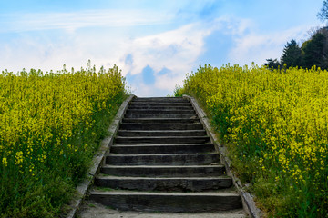 写真素材：菜の花、翠波高原、四国中央、黄色、自然