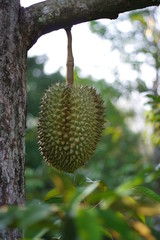 Durian fruit king in the garden of Thailand