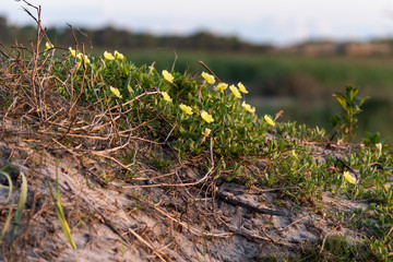 Wildflowers cling to the sand on Pea Island, part of North Carolina's Outer Banks