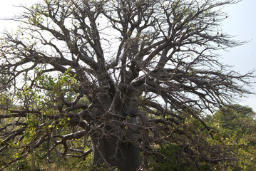 le baoba © SibiriJaques