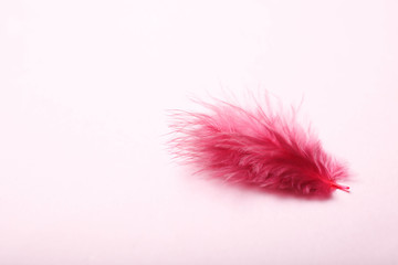 One fluffy beautiful red feather